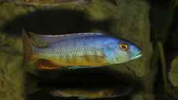 Foto mit Taeniochromis holotaenia Bock