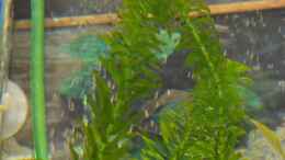 Aquarium einrichten mit Egeria Densa (Wasserpest)