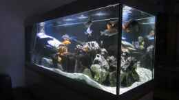 aquarium-von-dunzi-becken-25531-zu-verkaufen--43-6641437033_Dunzis Malawibecken