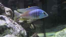 Aquarium einrichten mit placidochromis sp. electra blue 