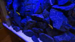 aquarium-von-ole-moehre-juvel-rio-300-kombination-dunkelbraun_Lawabrocken raus....125 kg Basalt rein ;-)