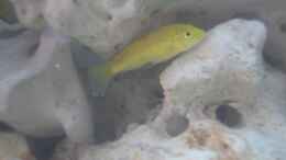 aquarium-von-stefan-hursie-becken-2556_Labidochromis yellow W