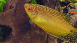 aquarium-von-matrou-becken-25584_Goldfadenfisch