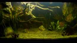 aquarium-von-marco-mylittlesouthamericantank_nur mit Kaltweiß LED-Beleuchtung 14.02.13