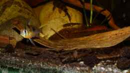 aquarium-von-marco-mylittlesouthamericantank_Bolivianscher Schmetterlingsbuntbarsch Weibchen 20.08.13