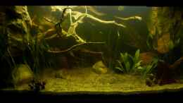 aquarium-von-marco-mylittlesouthamericantank_Becken bei voller Beleuchtung 14.02.13