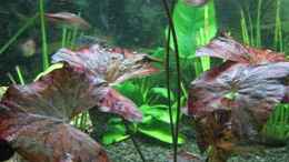aquarium-von-andrea-wiegard-becken-2561_Roter Tigerlotus (Nymphaea lotus)