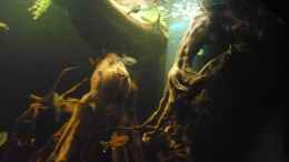 aquarium-von-der-dortmunder-biotopetank_Von unten unter die Wasseroberfläche