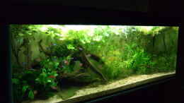 aquarium-von-suesswasserskipper-amazonas-im-wohnzimmer_Amazonas im Wohnzimmer