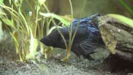 Aquarium einrichten mit Betta Splendens Crowntail New Black Blue Lace