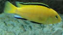 aquarium-von-thetoxicavenger-pakati-pa-miyala_Einer der Yellow Böcke