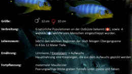 aquarium-von-thetoxicavenger-pakati-pa-miyala_Metriaclima aurora kommt ursprünglich aus der Umgebung von 