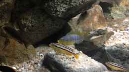 aquarium-von-thetoxicavenger-pakati-pa-miyala_Metriaclima aurora und Melanochromis auratus