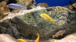 aquarium-von-thetoxicavenger-pakati-pa-miyala_Einige Labidochromis caeruleus
