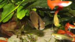 Aquarium einrichten mit Cleithracara maronii