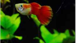 aquarium-von-tdg-dreieckiges-durcheinander_Guppy Männchen klein