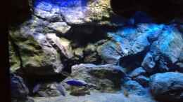 aquarium-von-tobias-sch--vision-malawi-nur-noch-beispiel_SunaEco Tropic meets LumLight RGB