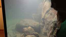 aquarium-von-tobias-sch--vision-malawi-nur-noch-beispiel_Nach dem Wassereinlauf