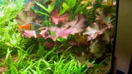 aquarium-von-susanne-schmohl-becken-2568_Tigerlotus - links in rot, rechts in bräunlich mit Tupfen