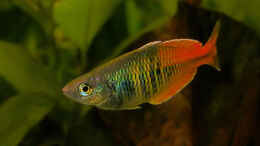 aquarium-von-susanne-schmohl-becken-2568_Regenbogenfisch Männchen Bin ich nicht schön?