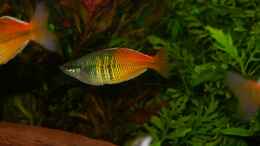 aquarium-von-susanne-schmohl-becken-2568_Regenbogenfisch-Männchen ist gewachsen