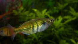 aquarium-von-susanne-schmohl-becken-2568_Regenbogenfisch-Weibchen, ist gar nicht einfach, Fische rich