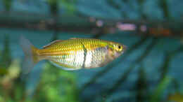 aquarium-von-susanne-schmohl-becken-2568_Regenbogenfisch-Weibchen - ist natura nicht ganz so farbig