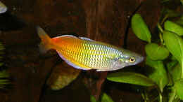 aquarium-von-susanne-schmohl-becken-2568_Hier kann man erahnen, warum diese Regenbogenfische Regenbog