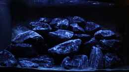 aquarium-von-mhu-mbuna-juwel-vision-260_gedimmtes Licht