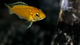 aquarium-von-mhu-mbuna-juwel-vision-260_Labidochromis caeruleus (w)