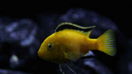 Aquarium einrichten mit Labidochromis caeruleus (m)
