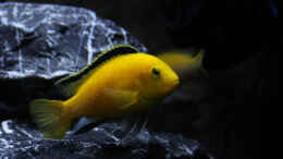 aquarium-von-mhu-mbuna-juwel-vision-260_Labidochromis caeruleus (m)