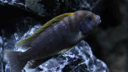 Foto mit Labidochromis sp. Hongi (m)