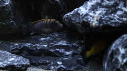Foto mit Labidochromis sp. Hongi (m)