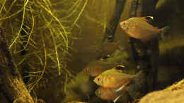 aquarium-von-tilo-schmiedl-rio-negro_21.02.2010
