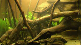 aquarium-von-tilo-schmiedl-rio-negro_Erstbepflanzung und Erstbesatz (Anfang März 2006)
