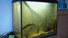 aquarium-von-tilo-schmiedl-rio-negro_Das Becken 2006: Holz wird 4 Wochen lang gewässert