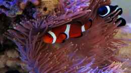 aquarium-von-the-lizardking-two-little-reefs-obsolete_Clownfisch Pärchen