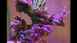 aquarium-von-the-lizardking-two-little-reefs-obsolete_rechts