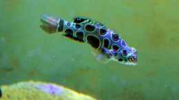 Aquarium einrichten mit LSD Mandarinfisch