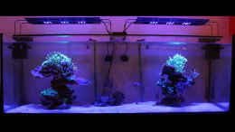 aquarium-von-the-lizardking-two-little-reefs-obsolete_Nachts im Riff