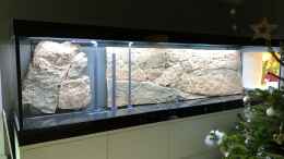 aquarium-von-hippopotan-diskus_An Weihnachten habe ich die 3D Rückwand ins Aquarium gelegt