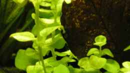 Aquarium einrichten mit Lysimachia nummularia aurea - Gelbes Pfennigkraut