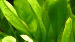 Foto mit Echinodorus grisebachii Bleherae - Grosse Amazonas - Schwertpflanze