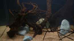 aquarium-von-luetzkopf-kongo-at-home---nur-noch-als-beispiel_linker Bereich vom Becken *24.03.2013*