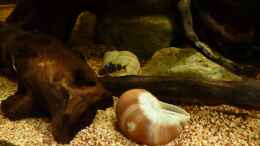 aquarium-von-luetzkopf-kongo-at-home---nur-noch-als-beispiel_Einer von 5 Synodontis nigriventris *30.05.2013*