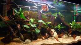 aquarium-von-luetzkopf-kongo-at-home---nur-noch-als-beispiel_jetzt mit mehr Blättern und ??sten *27.04.2013*