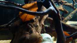 aquarium-von-luetzkopf-kongo-at-home---nur-noch-als-beispiel_erste Bilder von nen bissl Natur - Buchenblätter auf Tiefga
