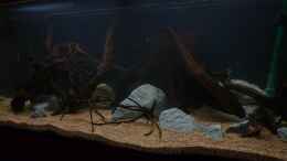 aquarium-von-luetzkopf-kongo-at-home---nur-noch-als-beispiel_erste Eindrücke vom frischen Becken *24.03.2013*