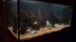 aquarium-von-luetzkopf-kongo-at-home---nur-noch-als-beispiel_erste Eindrücke vom frischen Becken *24.03.2013*